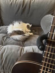Image result for Cat sleeping in guitar