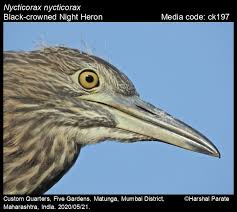 Image result for Nycticorax nycticorax