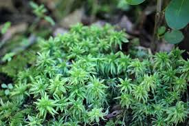 Attēlu rezultāti vaicājumam “Sphagnum palustre”