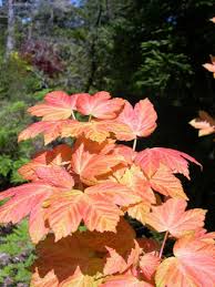 Attēlu rezultāti vaicājumam “Acer pseudoplatanus”