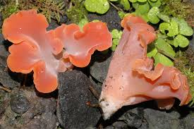 Attēlu rezultāti vaicājumam “Tremiscus helvelloides”