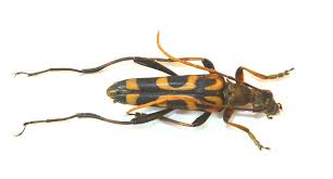 Attēlu rezultāti vaicājumam “Leptura annularis”