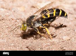 Attēlu rezultāti vaicājumam “Bembix rostrata”