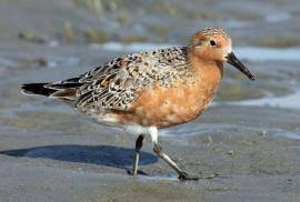 Attēlu rezultāti vaicājumam “Calidris canutus”