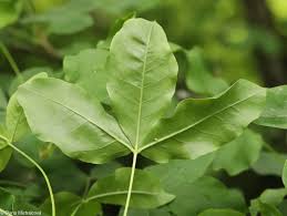 Attēlu rezultāti vaicājumam “Laburnum alpinum fruit”