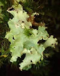 Attēlu rezultāti vaicājumam “Cetrelia sp.”