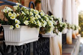 Attēlu rezultāti vaicājumam “Viola mirabilis flower”