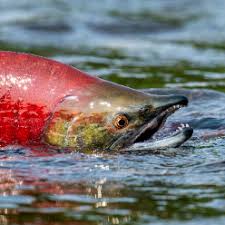 Image result for Oncorhynchus nerka