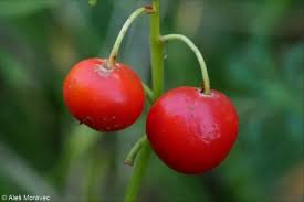 Attēlu rezultāti vaicājumam “Convallaria majalis fruit”