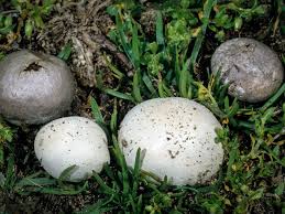 Attēlu rezultāti vaicājumam “Badhamia capsulifera var. arborea macro”