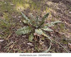 Attēlu rezultāti vaicājumam “Sinapis arvensis leaf”