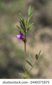 Attēlu rezultāti vaicājumam “Vicia lathyroides leaf”