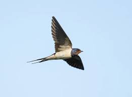 Attēlu rezultāti vaicājumam “Hirundo rustica adult”