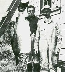 Image result for Oncorhynchus tshawytscha