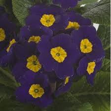 Attēlu rezultāti vaicājumam “Primula x polyantha”