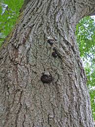 Attēlu rezultāti vaicājumam “Amaurochaete fusiformis”