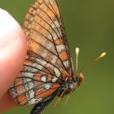 Attēlu rezultāti vaicājumam “Euphydryas maturna upperside”