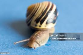 Attēlu rezultāti vaicājumam “Helicidae”