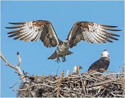 Attēlu rezultāti vaicājumam “Pandion haliaetus”