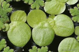 Attēlu rezultāti vaicājumam “Spirodela polyrhiza”