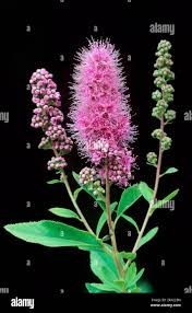 Attēlu rezultāti vaicājumam “Spiraea salicifolia flower”
