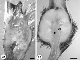 Attēlu rezultāti vaicājumam “Aulacidea hieracii”