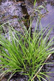 Attēlu rezultāti vaicājumam “Carex elongata”