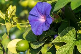 Attēlu rezultāti vaicājumam “Calystegia sepium flower”