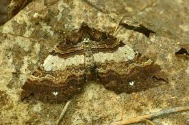 Attēlu rezultāti vaicājumam “Earophila badiata”