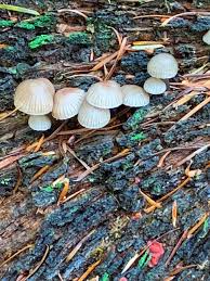 Attēlu rezultāti vaicājumam “Stemonitis foliicola stalked”