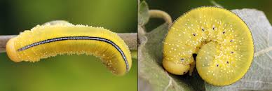 Attēlu rezultāti vaicājumam “Cimbex luteus”