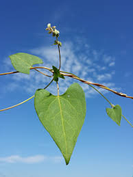 Attēlu rezultāti vaicājumam “Fallopia convolvulus leaf”