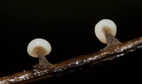 Attēlu rezultāti vaicājumam “Didymium clavus stalked”