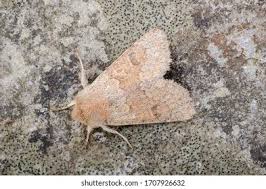 Attēlu rezultāti vaicājumam “Orthosia miniosa”