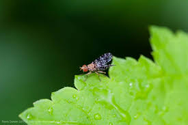 Attēlu rezultāti vaicājumam “Trypetoptera punctulata”