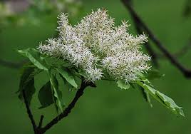Attēlu rezultāti vaicājumam “Fraxinus pennsylvanica male flower”