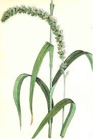 Attēlu rezultāti vaicājumam “Setaria italica”