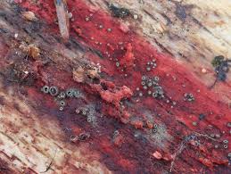 Attēlu rezultāti vaicājumam “Hyphodiscus hymeniophilus”