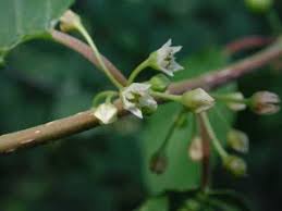 Attēlu rezultāti vaicājumam “Frangula alnus flower”