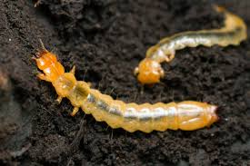 Attēlu rezultāti vaicājumam “Pyrochroidae larva”