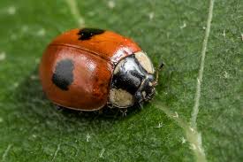Attēlu rezultāti vaicājumam “Coccinellidae”