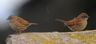 Attēlu rezultāti vaicājumam “Prunella modularis adult”