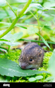 Attēlu rezultāti vaicājumam “Sicista betulina”