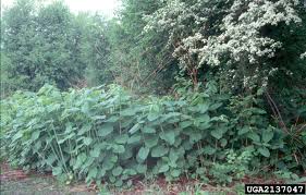 Attēlu rezultāti vaicājumam “Reynoutria sachalinensis”