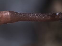 Attēlu rezultāti vaicājumam “Buxbaumia aphylla”