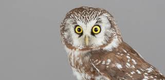 Image result for Aegolius funereus