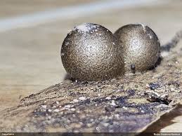 Attēlu rezultāti vaicājumam “Lycogala sphaeroconicum macro”