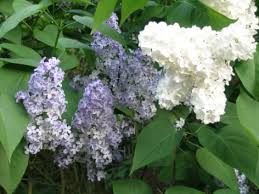 Image result for flieder