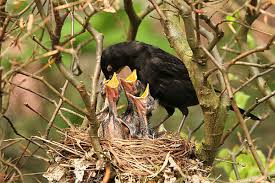Attēlu rezultāti vaicājumam “Turdus merula nest”