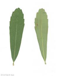 Attēlu rezultāti vaicājumam “Myrica gale”